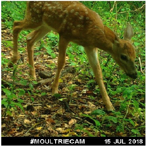 Image of a deer from a camera trap