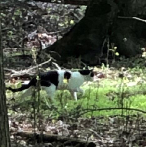 A cat walking through leaf litter in a park