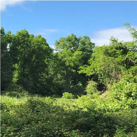 Image of park with dense vegetation