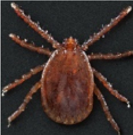 The longhorned tick