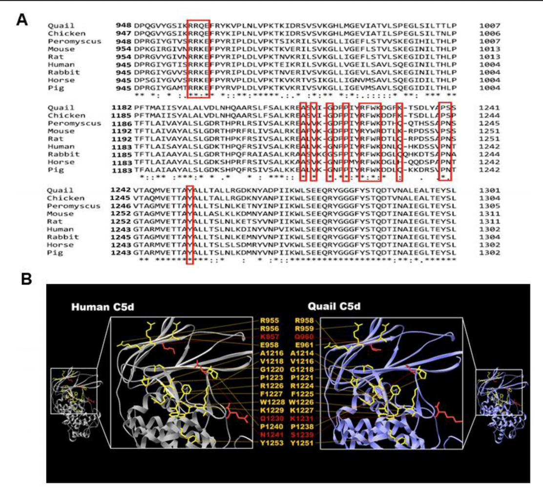 Comparison of primary and tertiary structure of OmCI-binding site on C5 among avian and mammalian hosts.