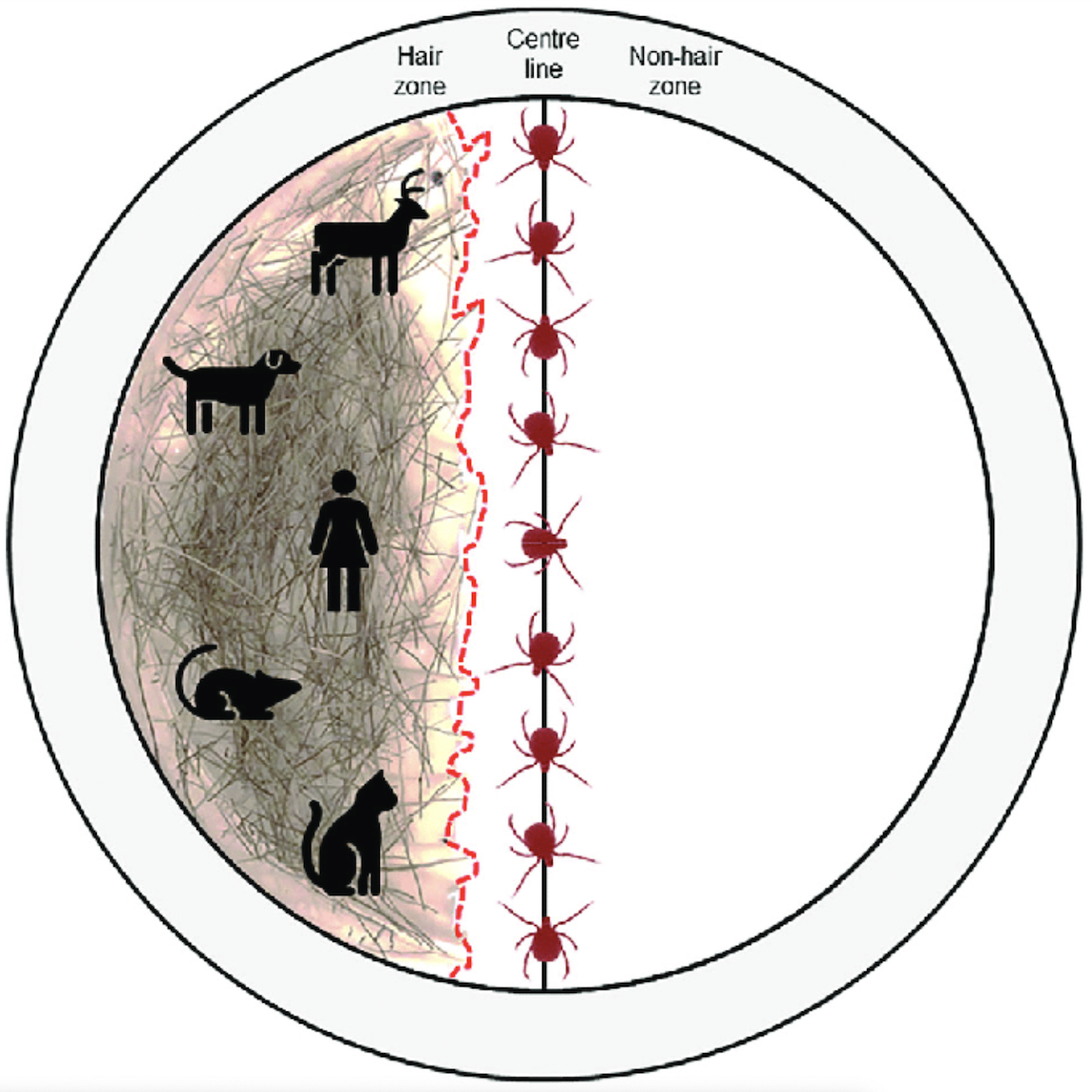 Diagram of the behavioural assay arena. Petri dishes (150 mm × 15 mm) were divided into two zones with a centre line: hair zone and non-hair zone. The host hair (white-footed mouse, cat, dog, white-tailed deer, and human) was placed in the hair zone and formed an irregular hair interface (dashed line). At the start of the behavioural assay, Haemaphysalis longicornis or Ixodes scapularis larvae (n = 10) were placed on the centre line and assays were replicated three times for each hair treatment. 