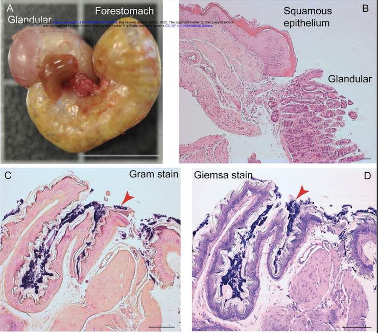 Gross morphology and histology of the stomach of Peromyscus leucopus LL stock. The glandular mucosa portions of the stomach and the forestomach with stratified squamous epithelium are indicated. Panel A, whole stomach after dissection. Portions of the esophagus and small intestine are juxtaposed in the center in this view. Bar, 1 cm. Panel B, histology of hematoxylin and eosin-stained section of junction of glandular and squamous epithelium parts. Bar, 100 µm. Panels C and D, Gram stain (C) and Wright-Giems
