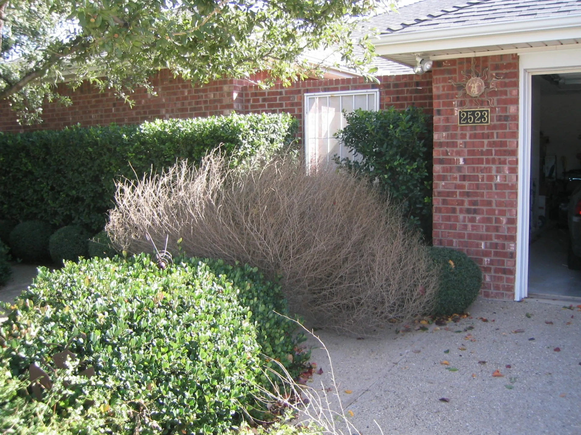 bushes near house