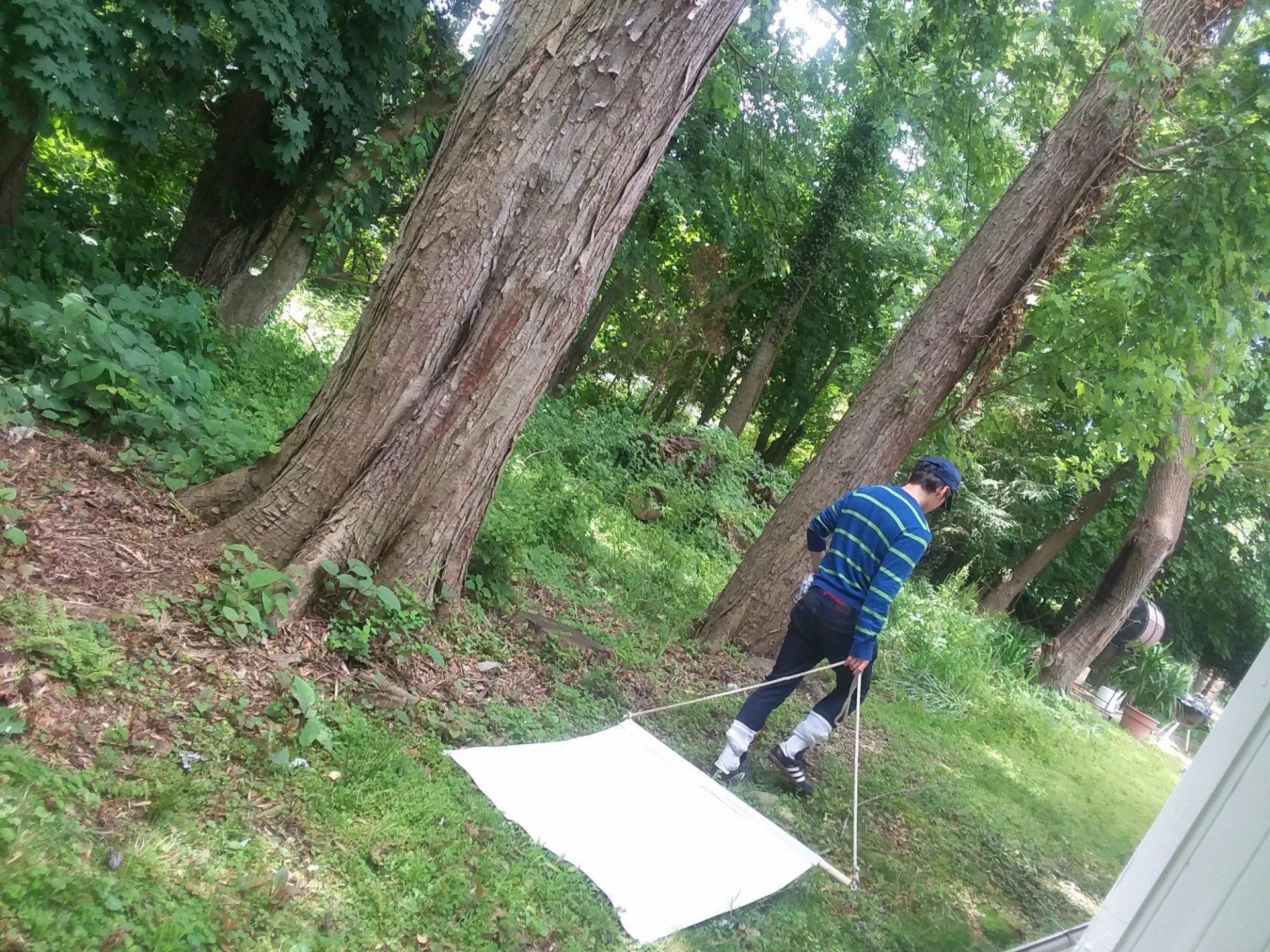 Dragging for ticks