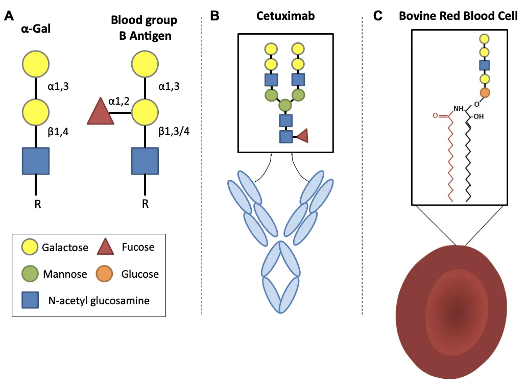 . Depiction of the structure of the a-Gal epitope and representative a-Gal–bearing glycoproteins and glycolipids.